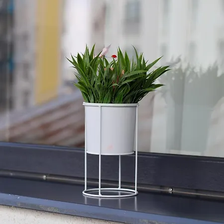 Hils Pallady Bukarest