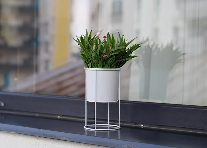 Hils Pallady Bucarest